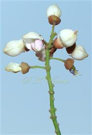  Inflorescence
